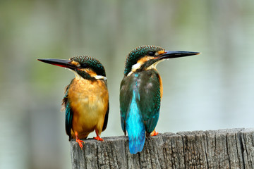 Pair of Common kingfisher (Alcedo atthis) the beautiful small bl