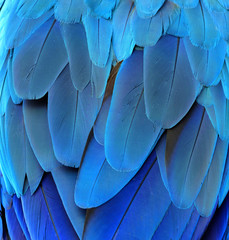The blue texture of blue and gold macaw parrot's rump feathers,