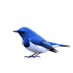 Ultramarine Flycatcher (Ficedula superciliaris), little beautifu