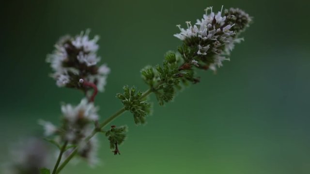 Red north american inchworm defecates on the stems of a flowering mint flower, closeup