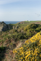 Colourful yellow gorse, Lizard Point