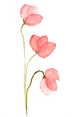 Pink lotus flowers on white, watercolor painting