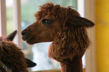 closeup brown alpaca