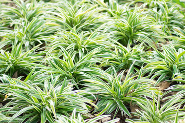 green leaves background