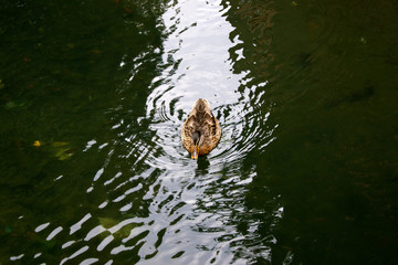 Enten auf einem Teich