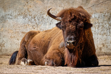 The bison