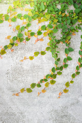 The Green Creeper Plant on the Wall