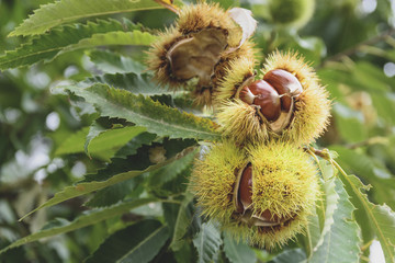 Sweet chestnuts in their burr to fall