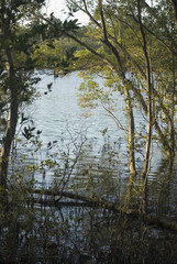 Obraz premium Marsh Land