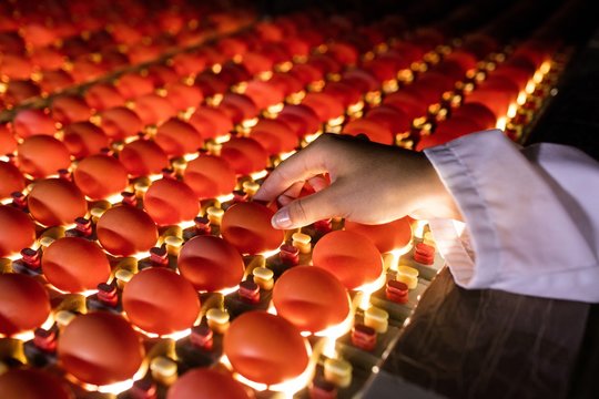 Female staff examining eggs in lighting control quality