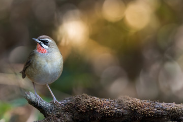 Beautiful red throated bird.Siberian Rubythroat( Luscinia callio )with sunrise background
