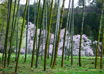Obraz premium Japanese garden, bamboo and cherry blossom, Kyoto Japan