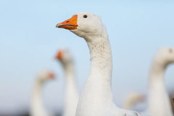 Obraz premium Большие белые гуси на лугу