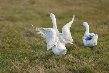 Гуси пасутся на лугу
