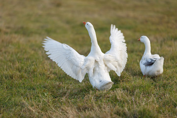Гуси пасутся на лугу