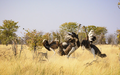 ostriches fighting in the savannah of Kenya