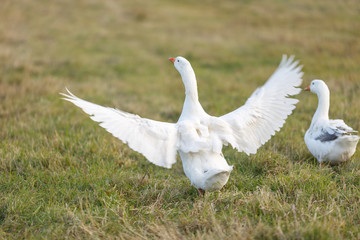 Гуси пасутся на лугу © vasilaleksandrov