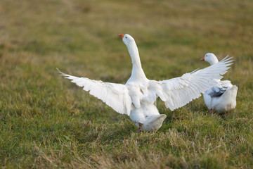 Гуси пасутся на лугу © vasilaleksandrov