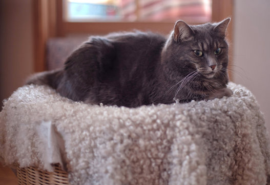 Grey speckled cat  lying on a sheepskin