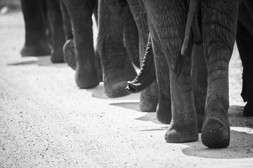 Elephants in Line