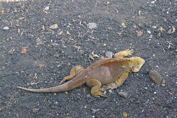 Galapagos, Santa Cruz, Puerto Ayora