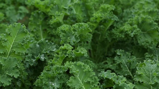 Bunches of fresh kale in the garden. 
