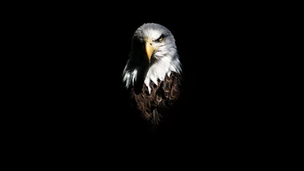 Fotobehang Geïsoleerde intense adelaar staart © Sherrod Photography