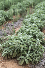 Sage spice garden