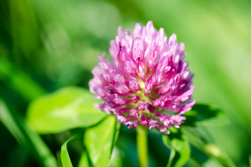 Pink clover flower on green background. Close-up