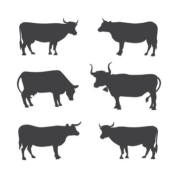 Set of different cows, isolated. Vector illustration of cow silhouette. © denis08131