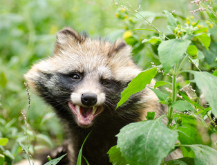 Funny face of smiling raccoon dog