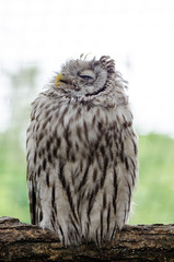 Tawny owl sleeping on the tree branch