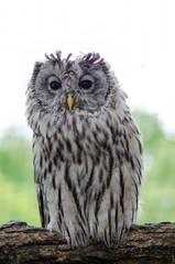 Tawny owl sitting on branch looking at camera