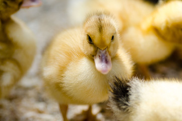 Cute yellow fluffy duckling in the countryside