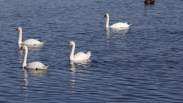 Mute Swans (Cygnus olor) swimming in the blue water of a costal lake.