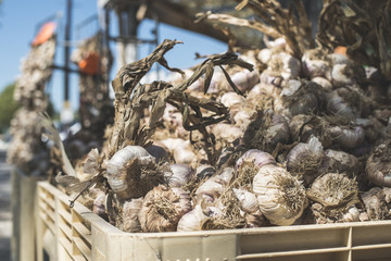 Braided dry garlic