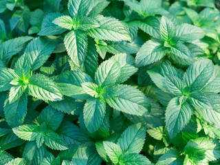 mint leaves background