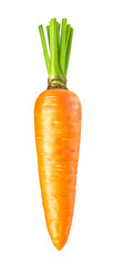 Carrot isolated on white background