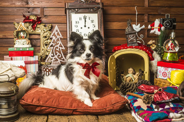 Fototapeta na wymiar Cute dog Christmas presents