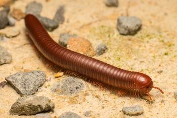 Brown millipede