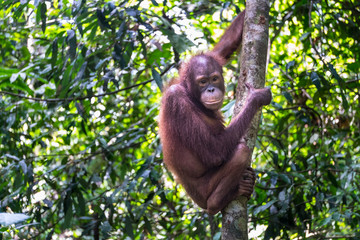 Orang Utan in Tropical Rainforest