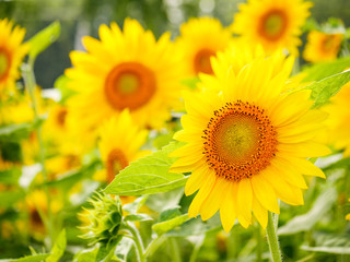 ひまわり 北海道 富良野
