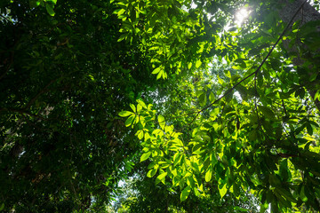 Backlit Forest Tree Branches