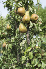 Pears in orchard