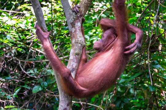 Orang Utan in Tropical Rainforest