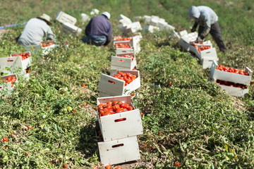 Picked tomatoes in crates