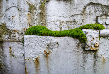 stainless door hinges with green moss at old metal door / Old aged metal rusty metal door hinge closeup / old rusty hinge / Close up of a rusted hinge with weathered metal door