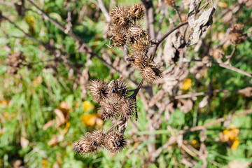 Dry buds of plants in sunny autumn day