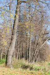 Obraz premium Landscape in the city park in sunny autumn day