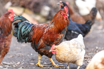 Куры на домашнем подворье